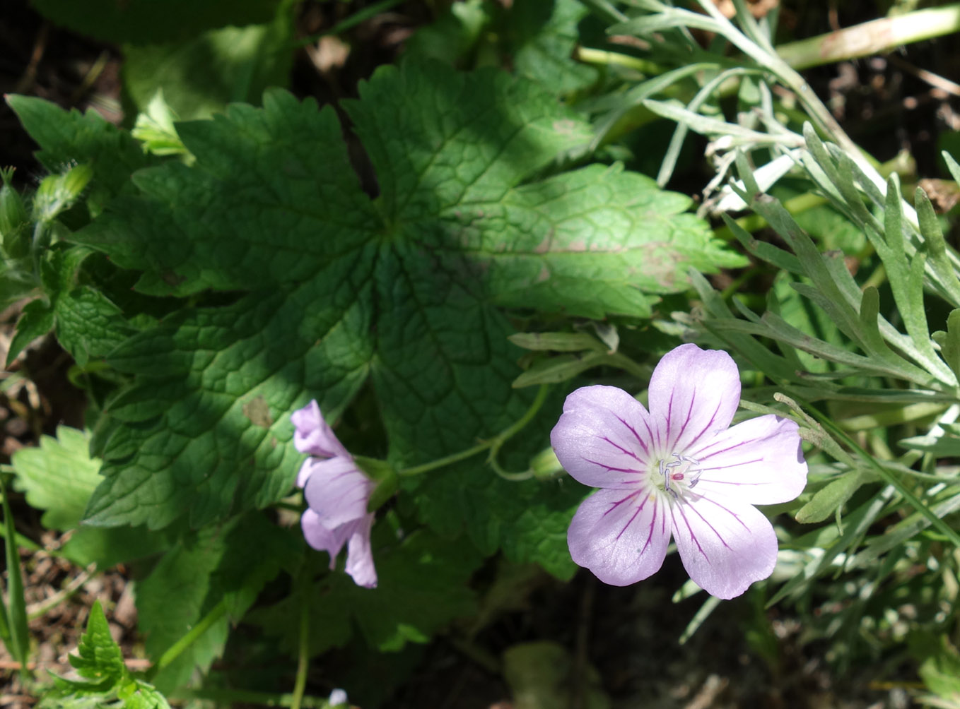 Изображение особи Geranium rectum.