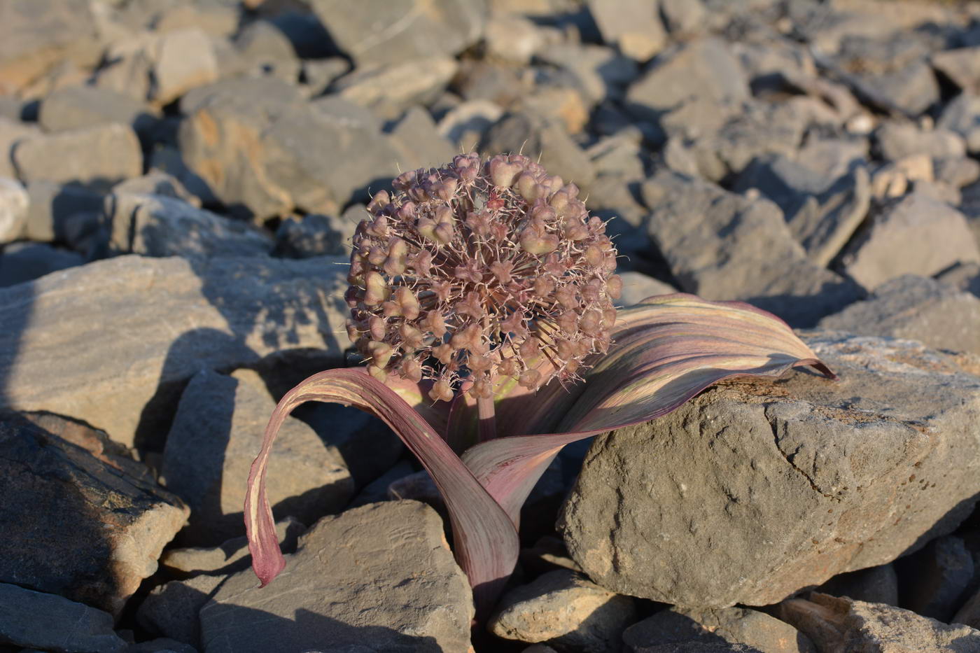 Image of Allium karataviense specimen.
