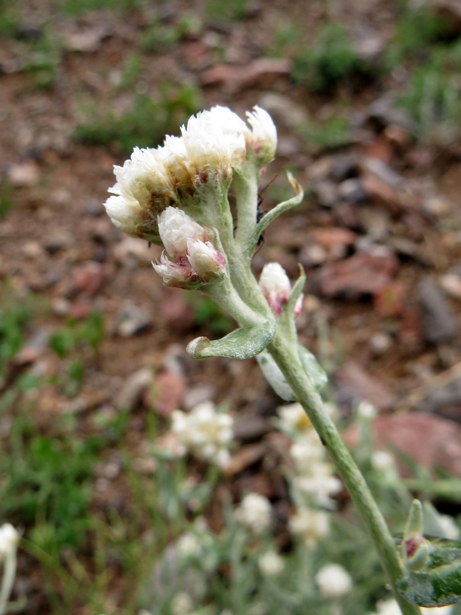 Image of Anaphalis velutina specimen.