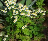 Pyrethrum parthenium