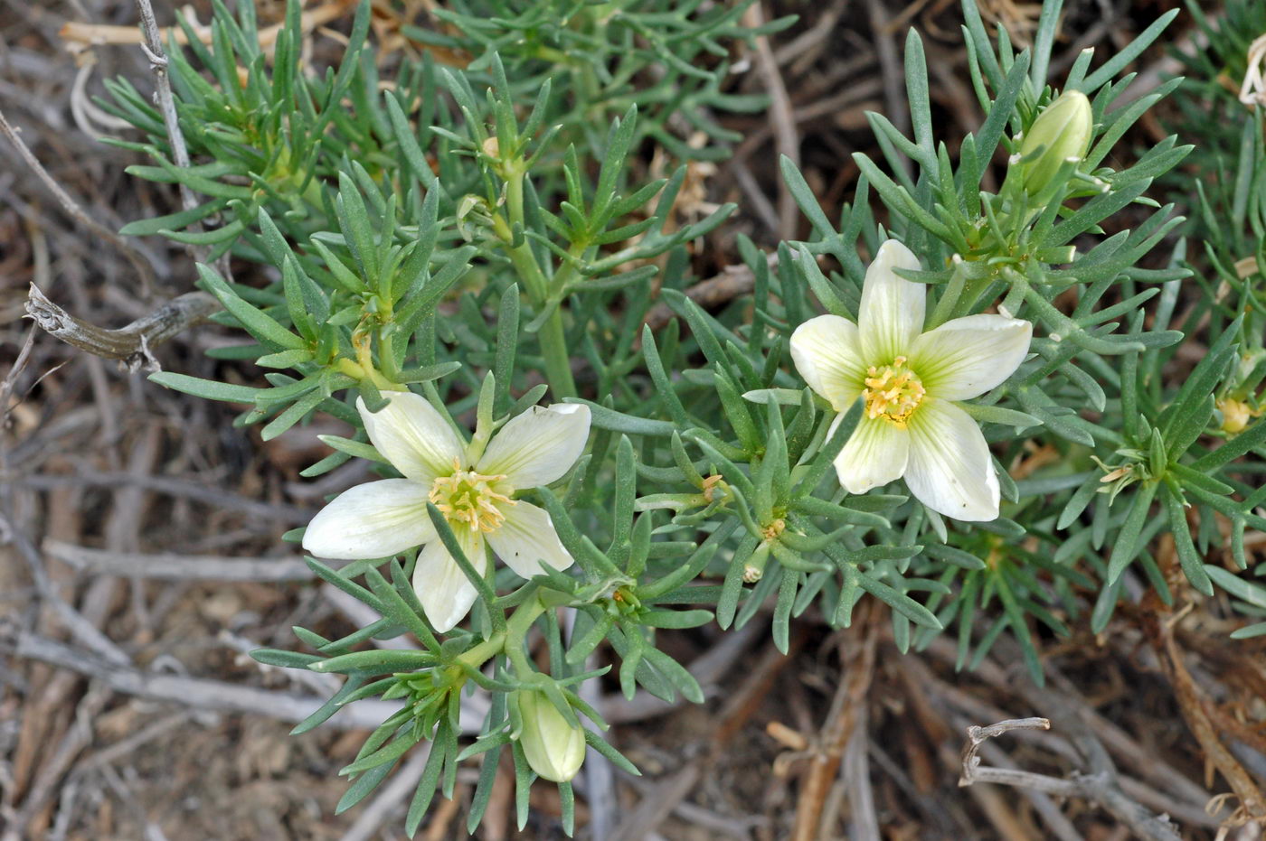 Image of Peganum harmala specimen.