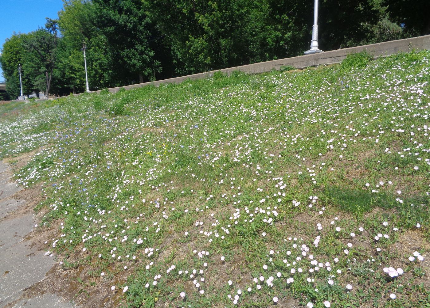 Image of Convolvulus arvensis specimen.