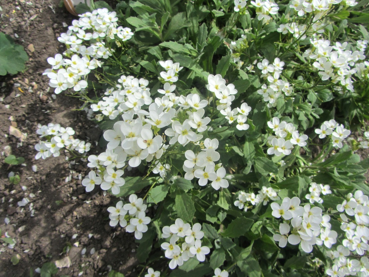 Image of Arabis caucasica specimen.