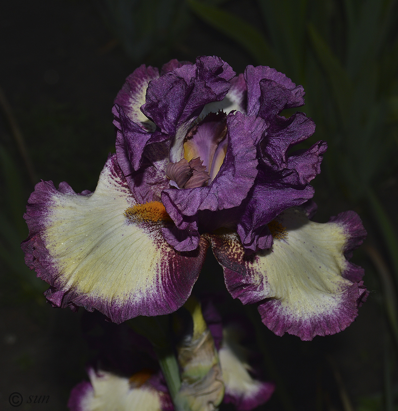 Image of Iris × hybrida specimen.