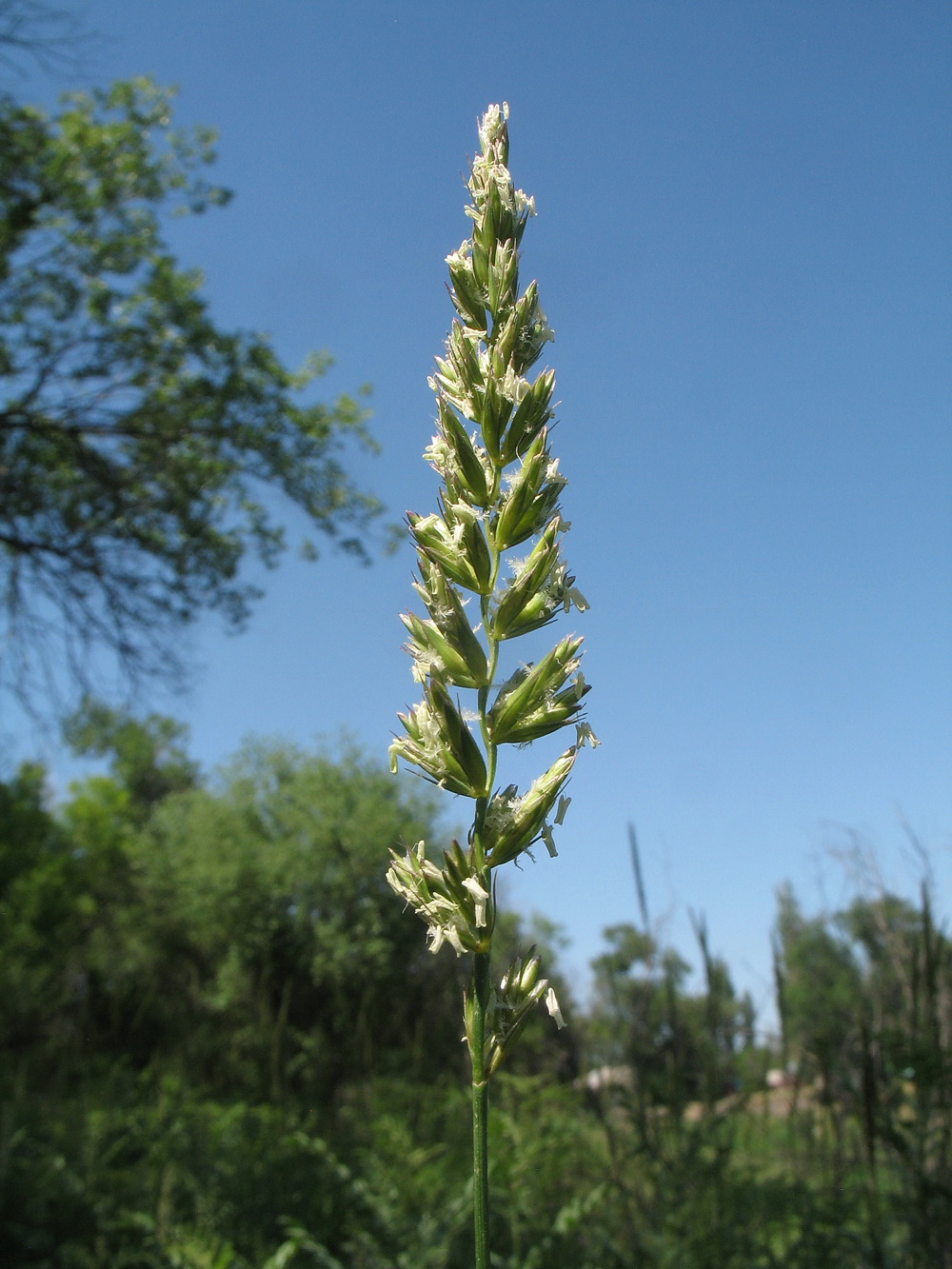 Image of Leymus multicaulis specimen.