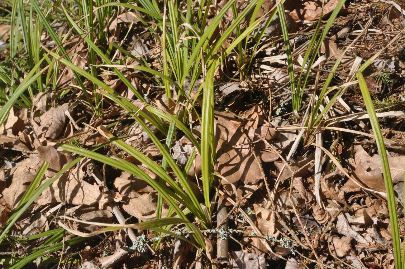 Изображение особи Carex pilosa.