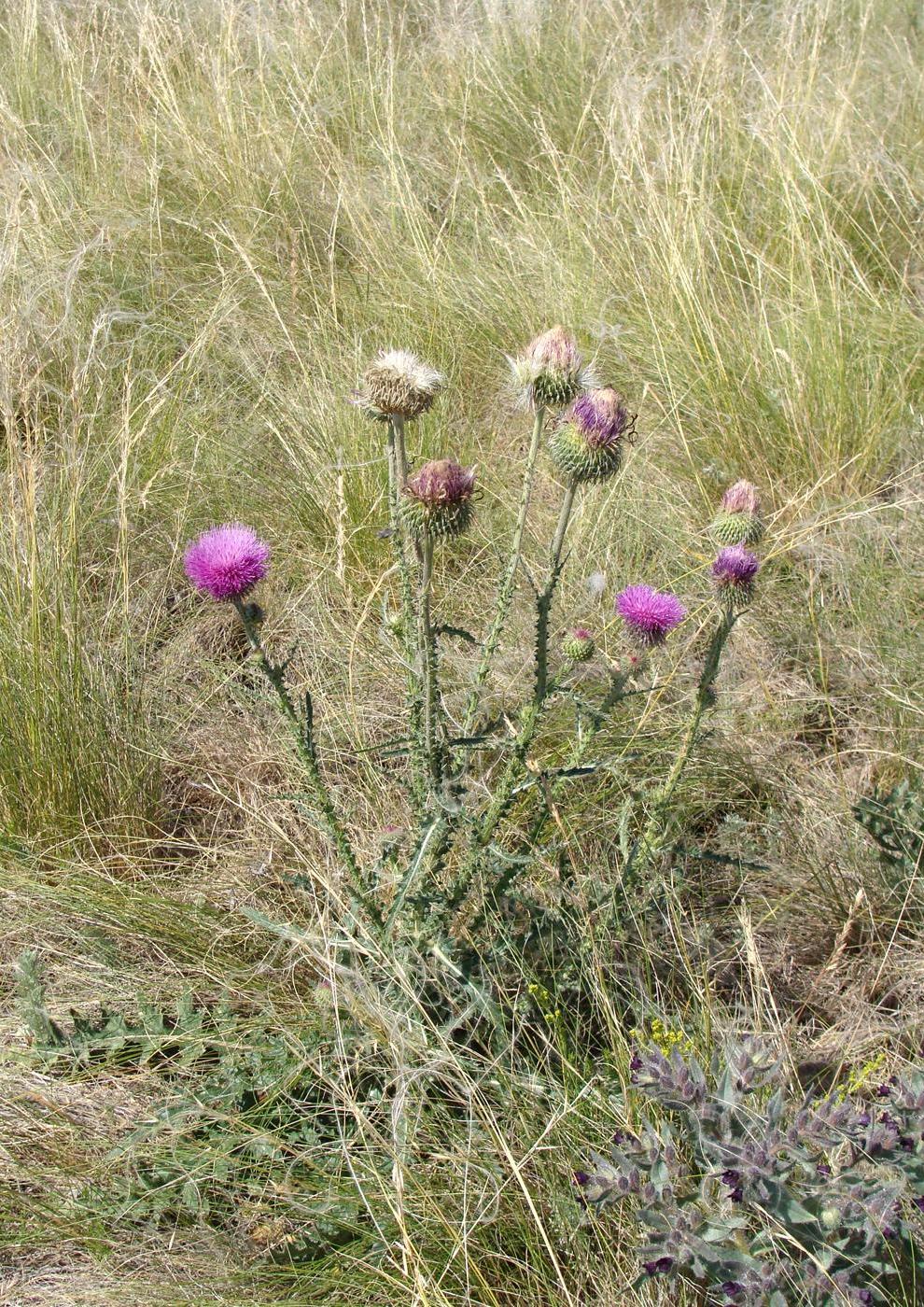 Изображение особи Carduus uncinatus.