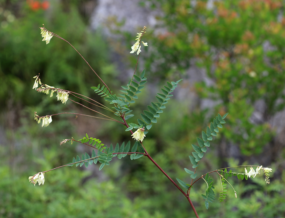 Image of Hedysarum ussuriense specimen.