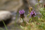 Prunella vulgaris