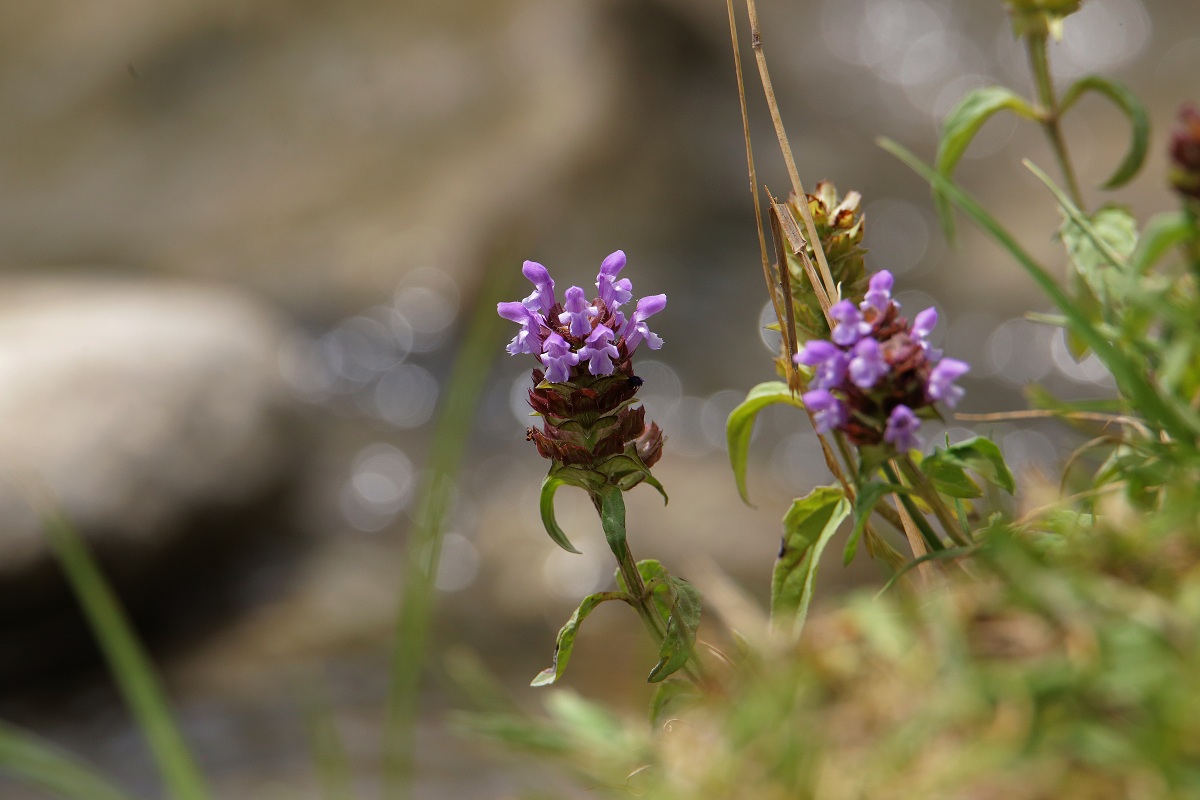 Изображение особи Prunella vulgaris.