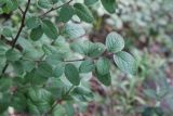 Cotoneaster melanocarpus