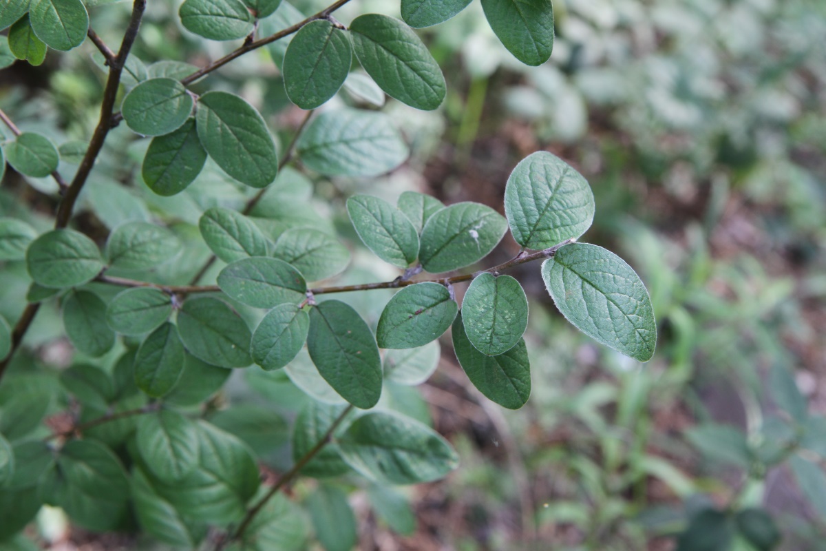 Изображение особи Cotoneaster melanocarpus.