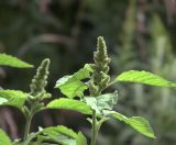 Amaranthus retroflexus