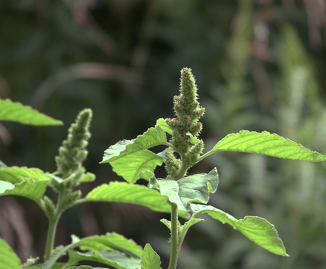 Изображение особи Amaranthus retroflexus.