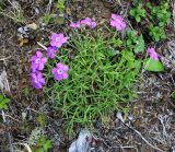 Dianthus repens. Цветущее растение. Приморский край, Партизанский р-н, гора Ольховая, выс. 1600 м н.у.м., горная тундра. 29.07.2020.