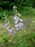 Campanula bononiensis