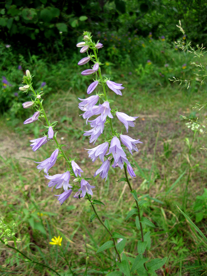 Изображение особи Campanula bononiensis.