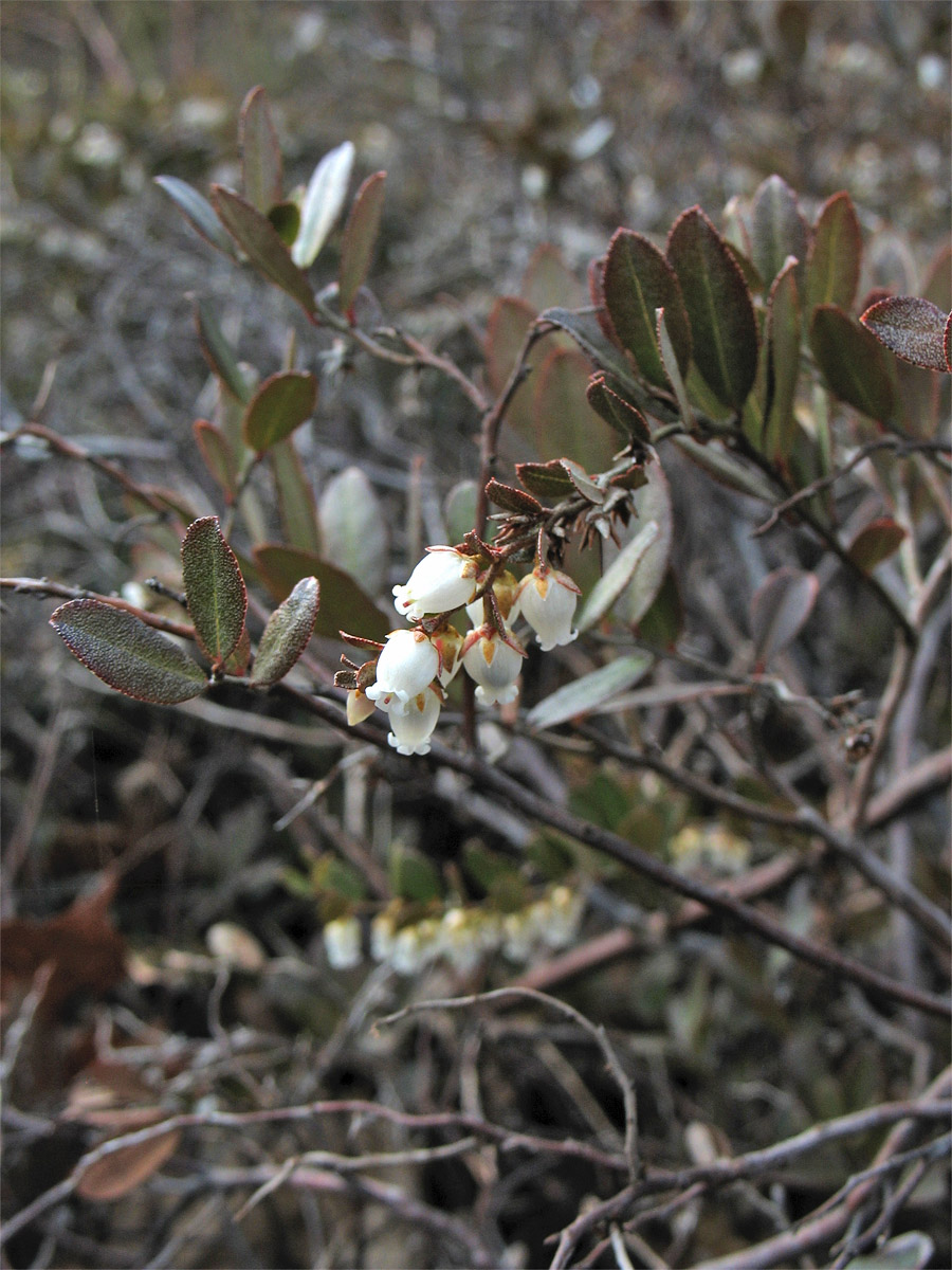 Image of Chamaedaphne calyculata specimen.