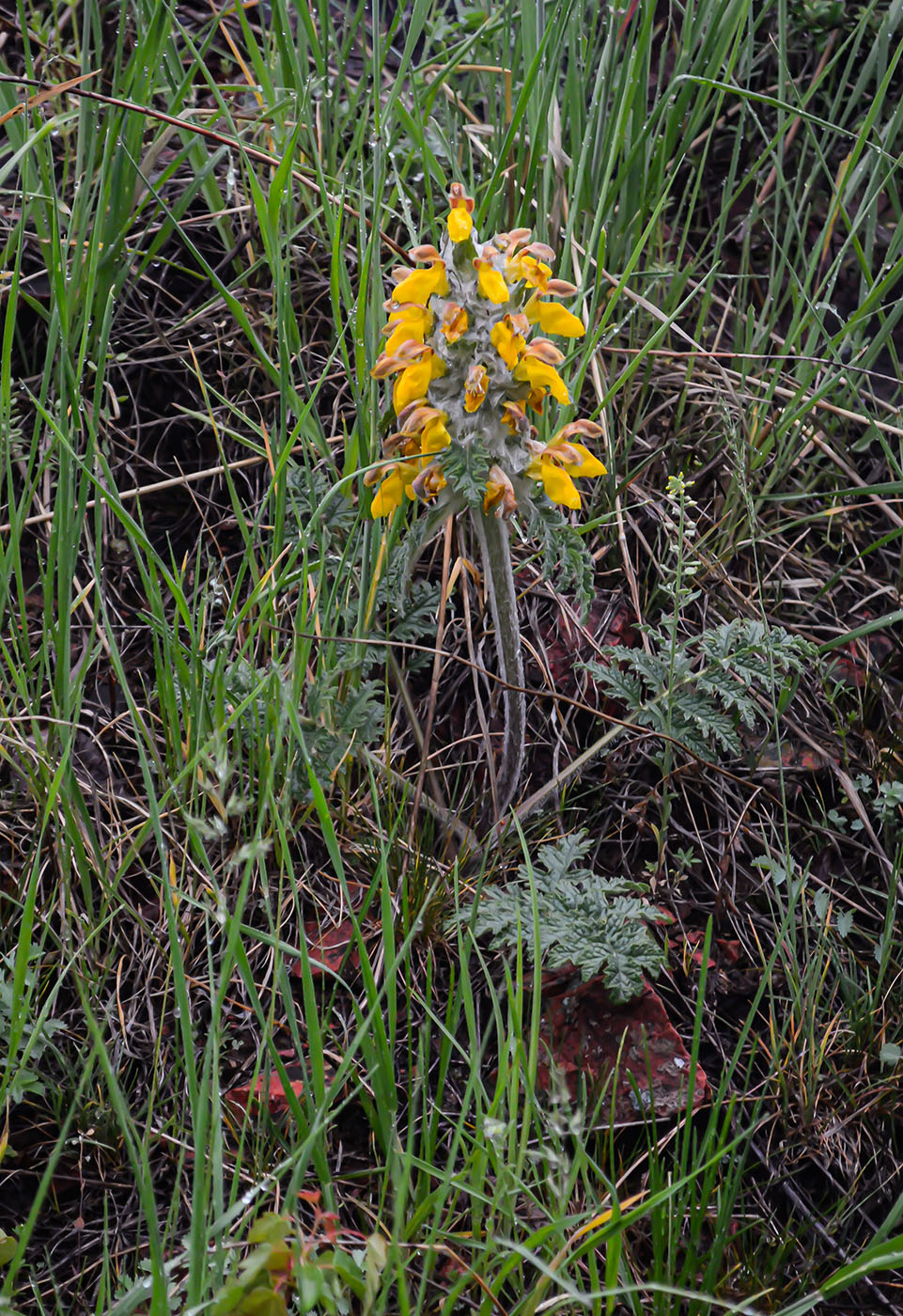 Изображение особи Phlomoides speciosa.