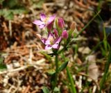 Centaurium подвид turcicum