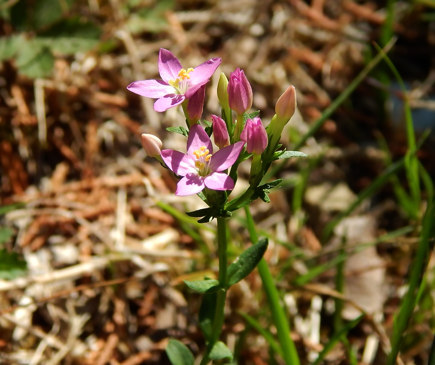 Изображение особи Centaurium erythraea ssp. turcicum.