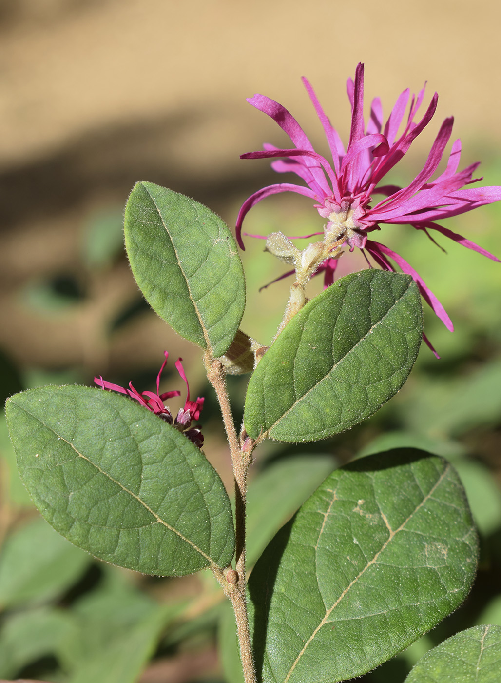 Изображение особи Loropetalum chinense var. rubrum.