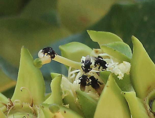 Image of Duabanga grandiflora specimen.