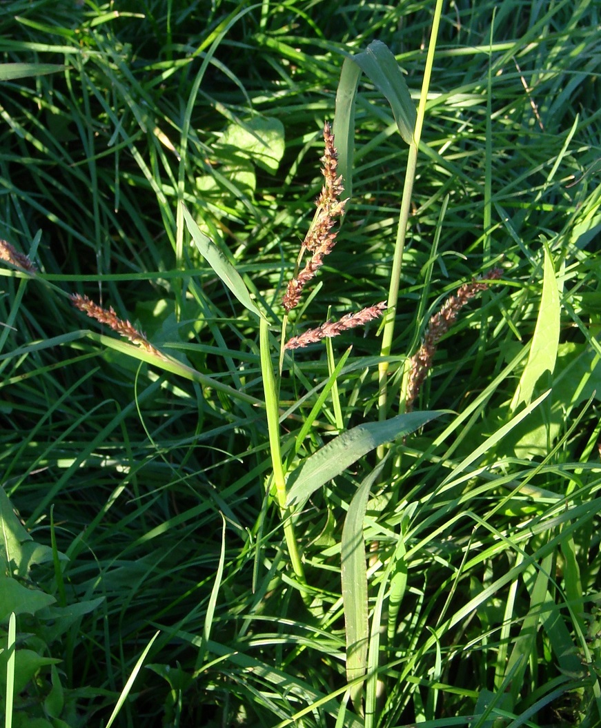 Изображение особи Echinochloa crus-galli.