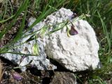 Polygala tenuifolia