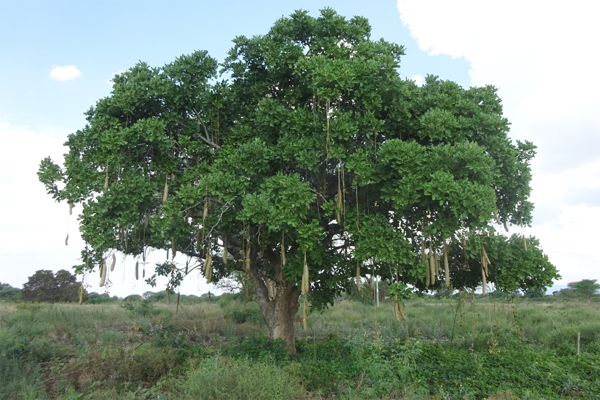 Image of Kigelia pinnata specimen.