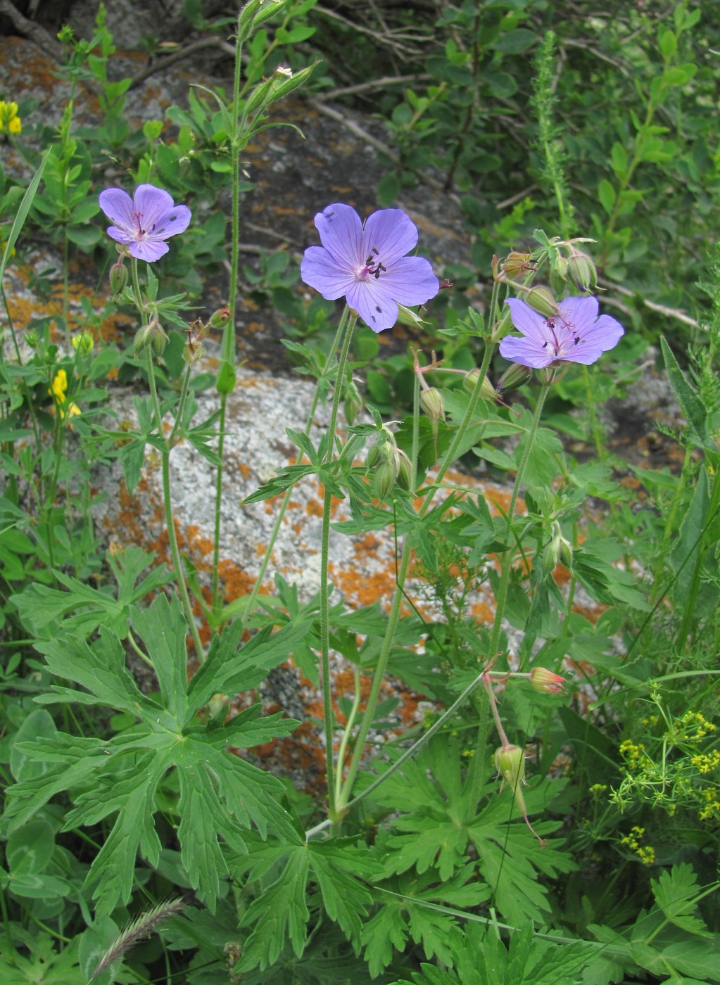 Изображение особи род Geranium.