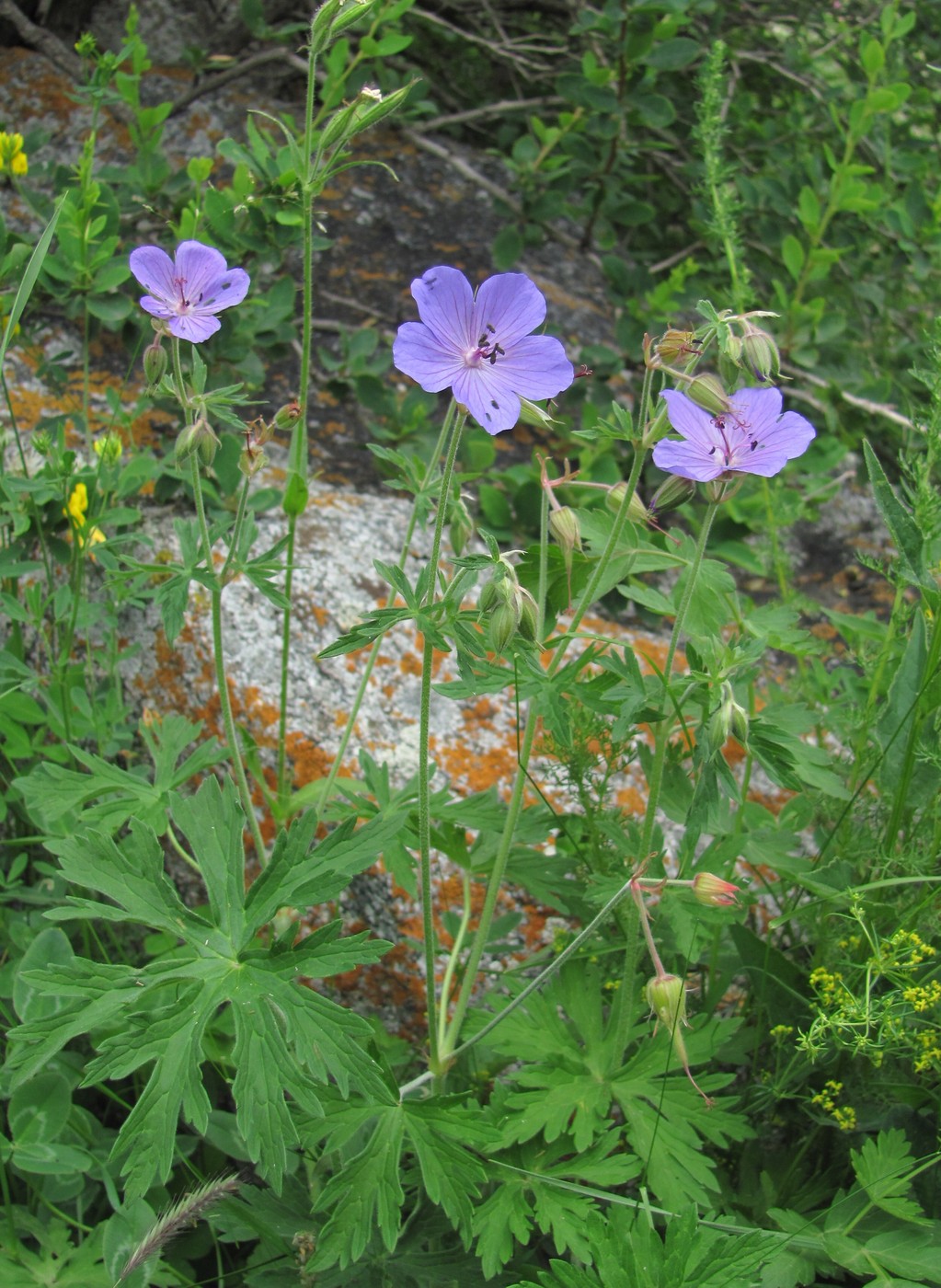 Изображение особи род Geranium.