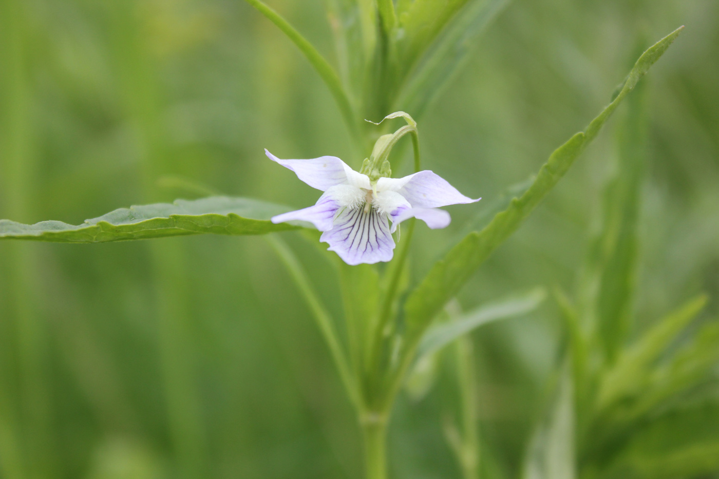 Изображение особи Viola accrescens.