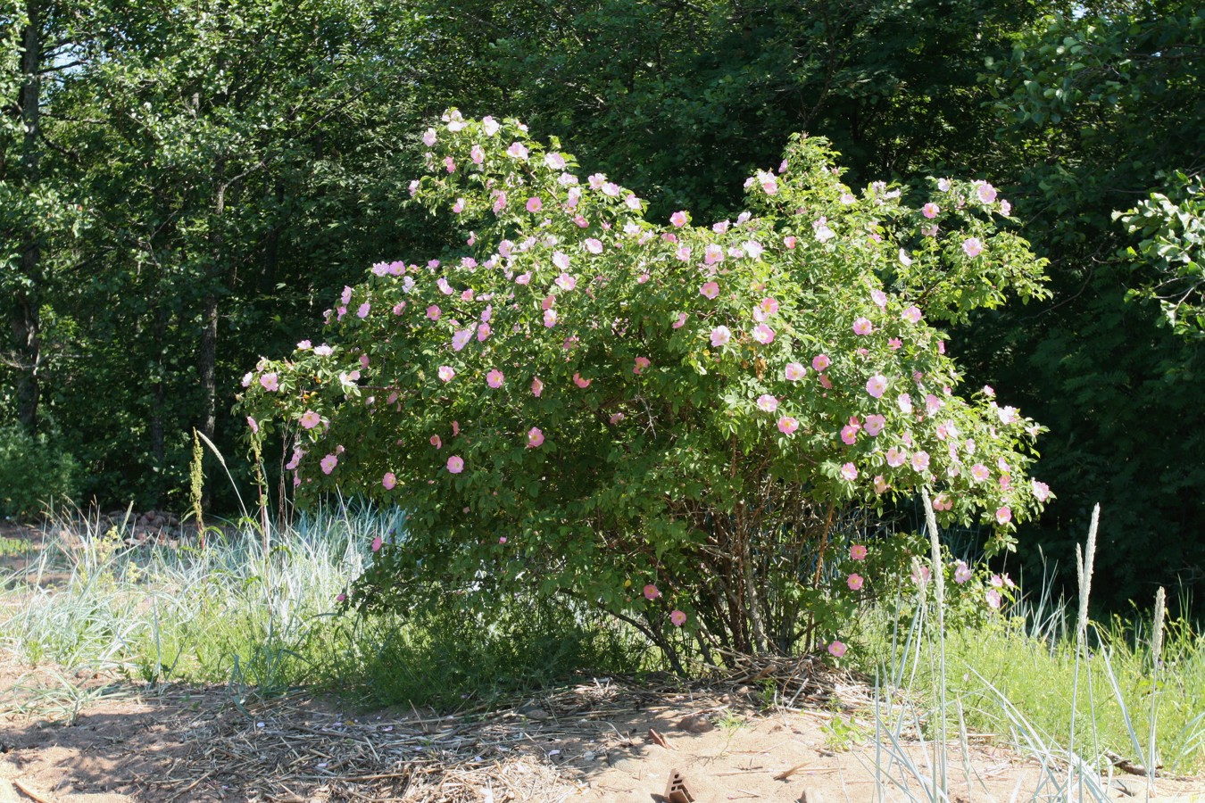 Image of Rosa subcanina specimen.