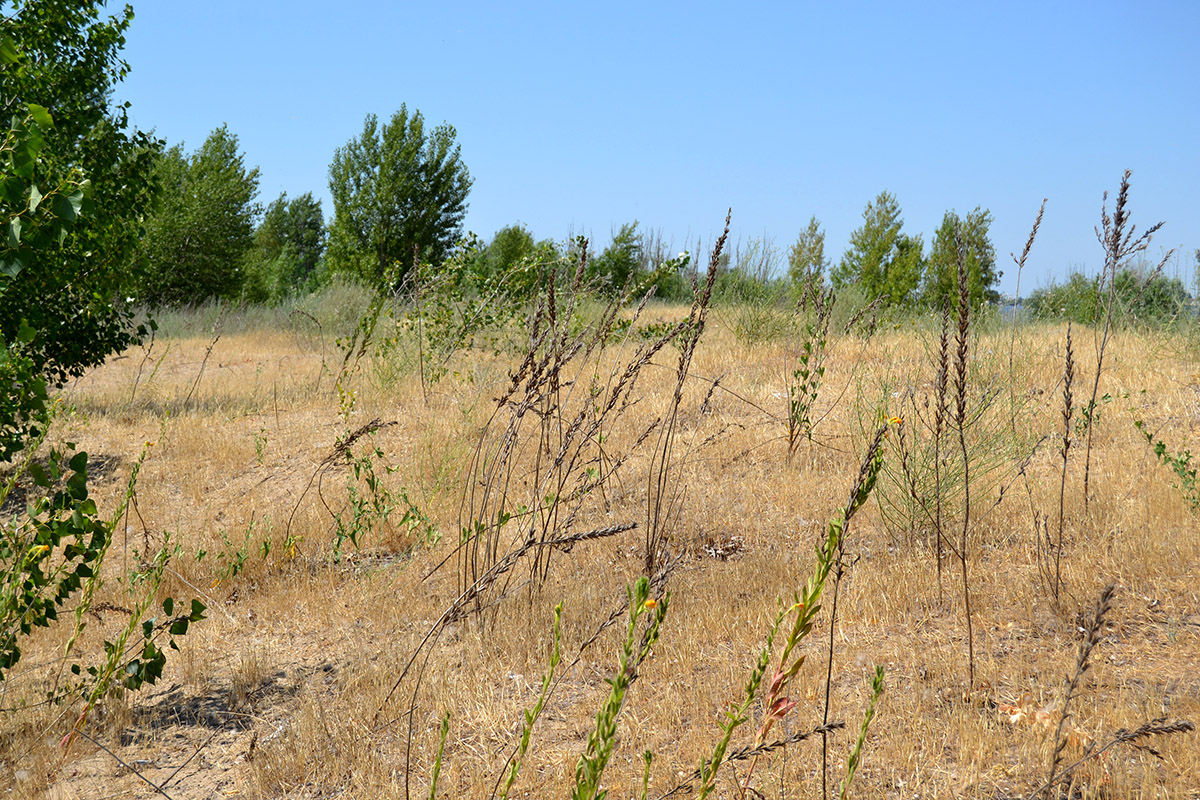 Image of genus Oenothera specimen.