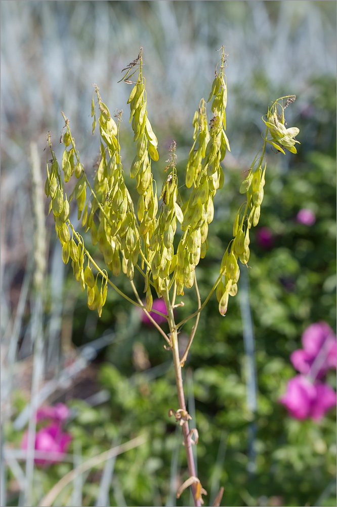 Image of Isatis tinctoria specimen.