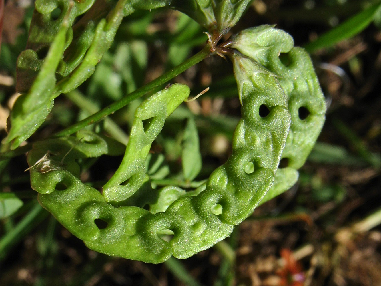 Image of Hippocrepis multisiliquosa specimen.