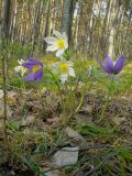 Pulsatilla patens