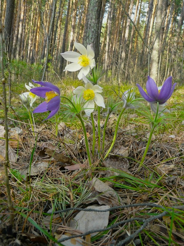 Изображение особи Pulsatilla patens.