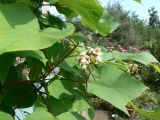 genus Catalpa. Верхушка верви с цветками и завязавшимися плодами. Хабаровский край, 17 км Владивостокского шоссе, дача, в культуре. 13.08.2011.