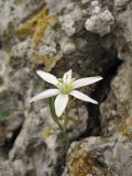 Ornithogalum gussonei. Цветок. Греция, о. Родос, окр. монастыря Панагия Цамбика, в скальной расщелине. 5 мая 2011 г.