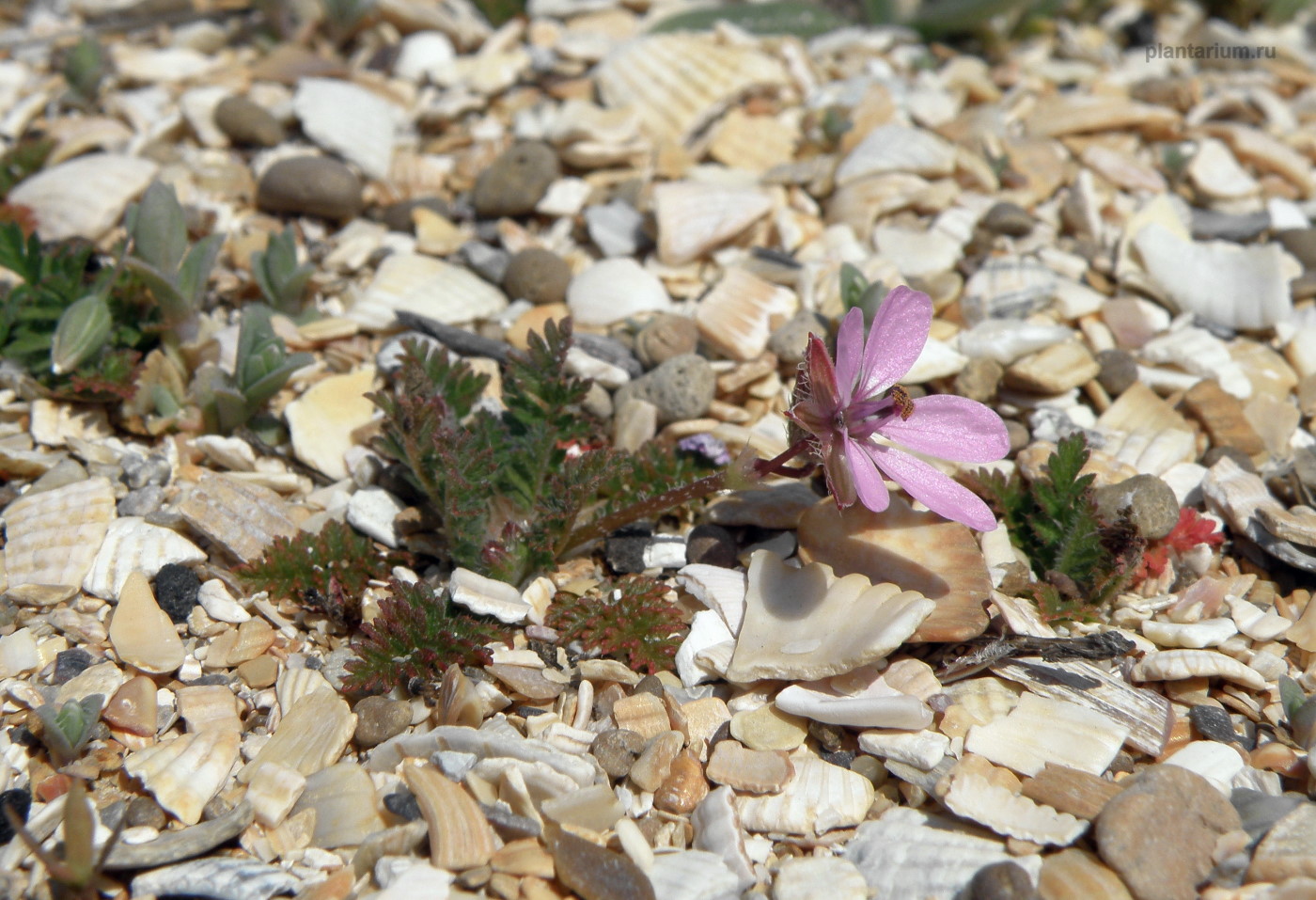 Image of Erodium cicutarium specimen.