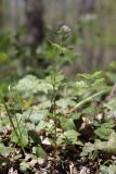 Asperula caucasica