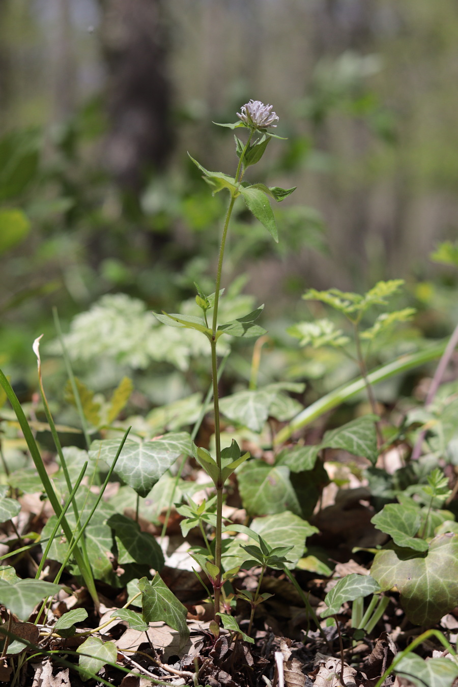 Изображение особи Asperula caucasica.