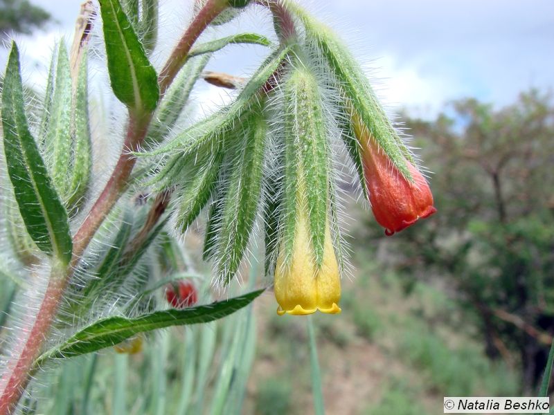 Изображение особи Onosma dichroantha.