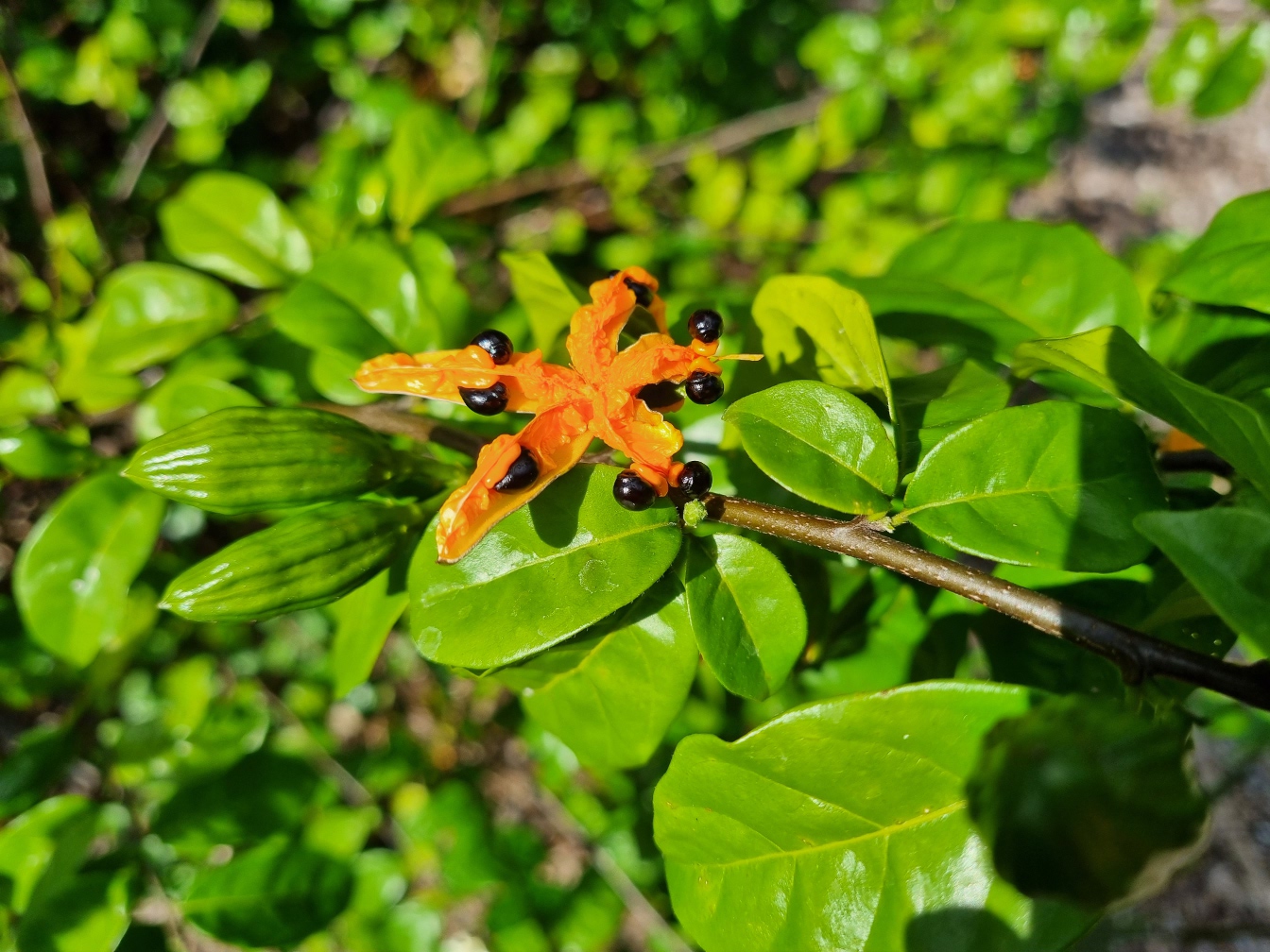 Изображение особи Turraea heterophylla.