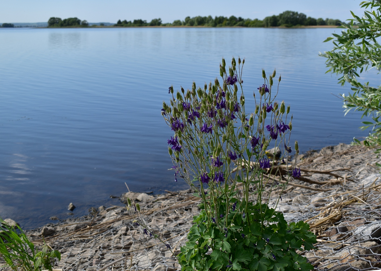 Image of Aquilegia vulgaris specimen.