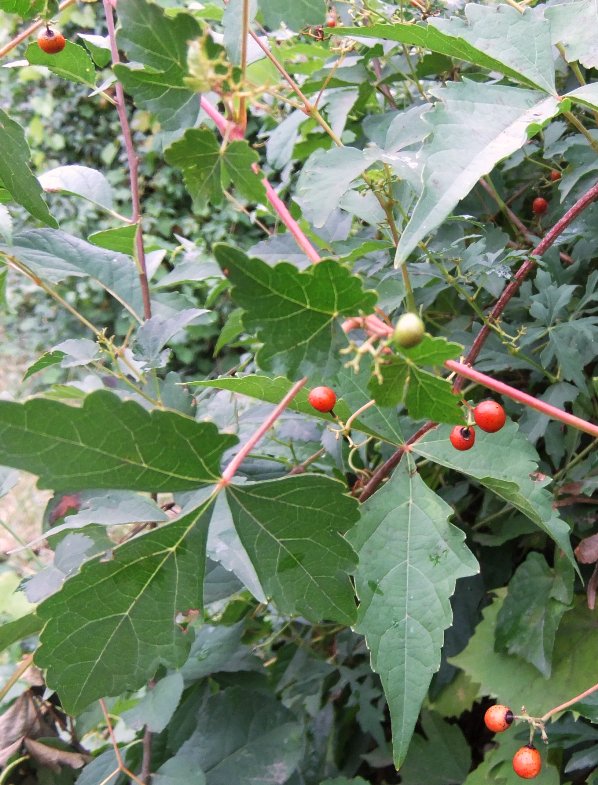 Image of Ampelopsis japonica specimen.