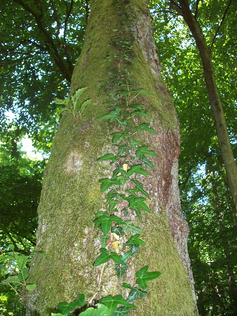 Image of Hedera helix specimen.