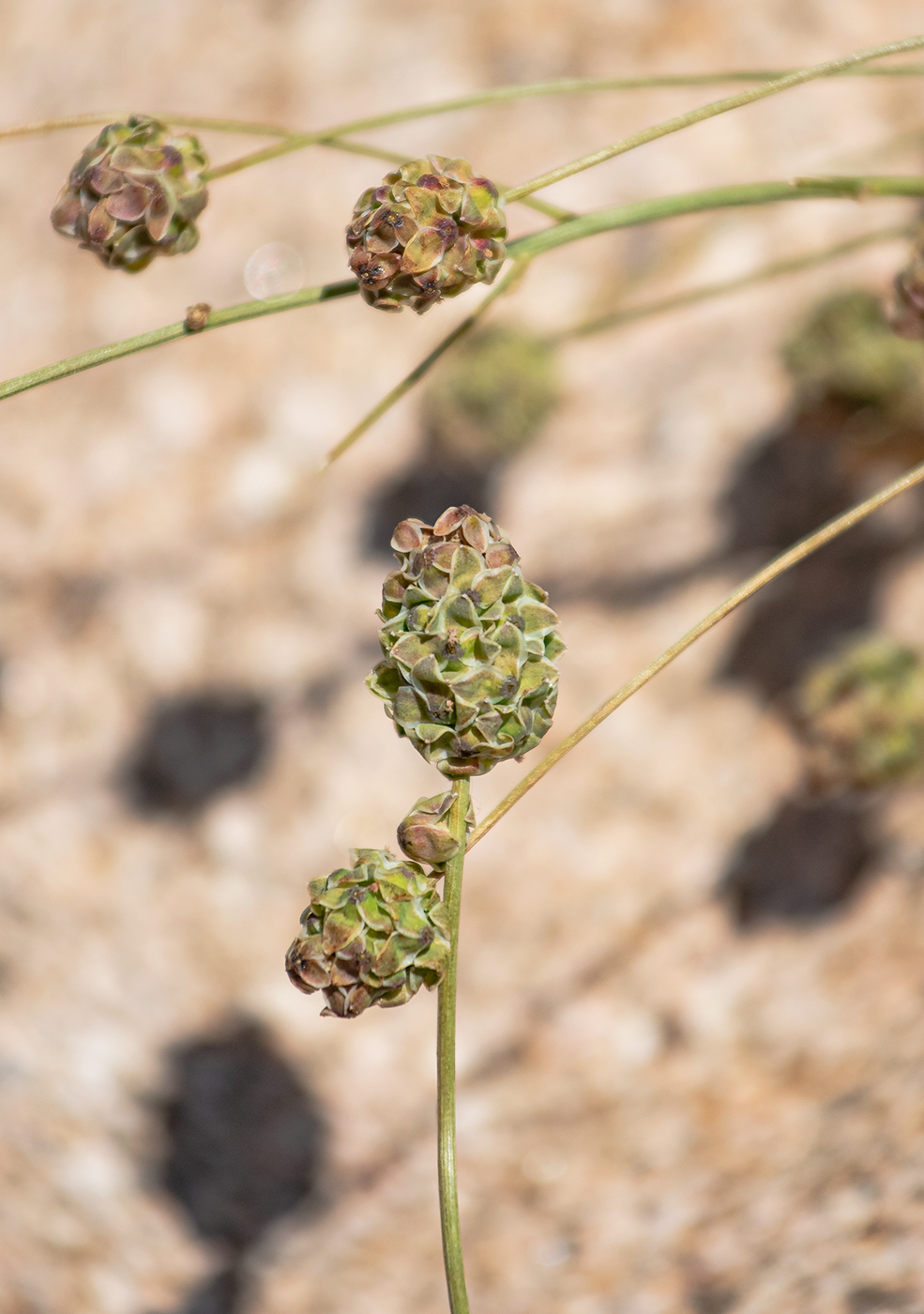 Image of Poterium polygamum specimen.